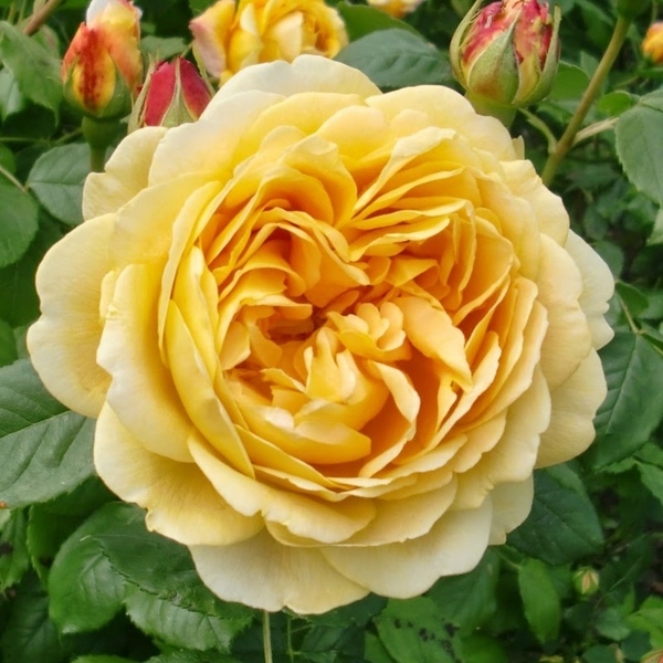 Stromkové ruže s kvetmi anglických ruží