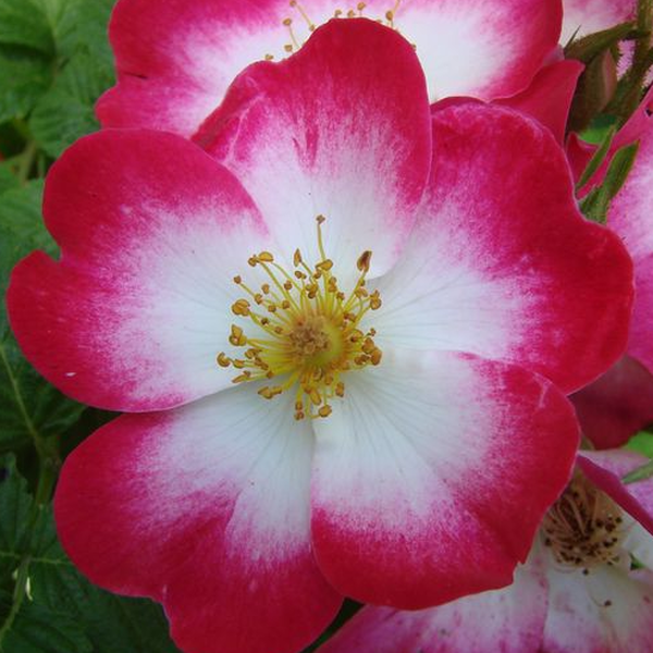 Stromková ruža s klasickými kvetmi